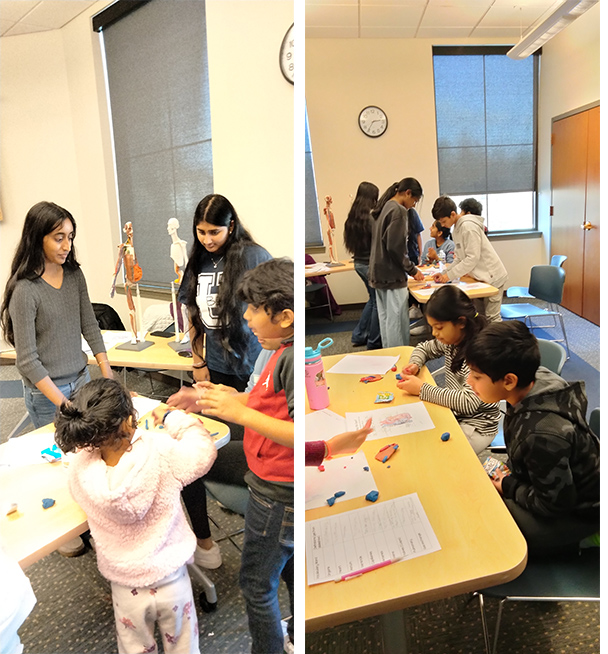 Build-a-Body Lab: Full Curriculum Outline